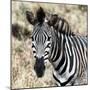 Awesome South Africa Collection Square - Burchell's Zebra Portrait II-Philippe Hugonnard-Mounted Photographic Print