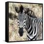 Awesome South Africa Collection Square - Burchell's Zebra Portrait II-Philippe Hugonnard-Framed Stretched Canvas