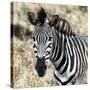 Awesome South Africa Collection Square - Burchell's Zebra Portrait II-Philippe Hugonnard-Stretched Canvas