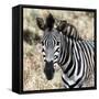 Awesome South Africa Collection Square - Burchell's Zebra Portrait II-Philippe Hugonnard-Framed Stretched Canvas