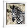 Awesome South Africa Collection Square - Burchell's Zebra Portrait II-Philippe Hugonnard-Framed Photographic Print