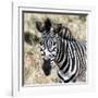 Awesome South Africa Collection Square - Burchell's Zebra Portrait II-Philippe Hugonnard-Framed Photographic Print