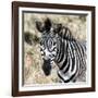 Awesome South Africa Collection Square - Burchell's Zebra Portrait II-Philippe Hugonnard-Framed Photographic Print