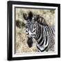 Awesome South Africa Collection Square - Burchell's Zebra Portrait II-Philippe Hugonnard-Framed Photographic Print