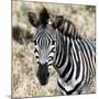 Awesome South Africa Collection Square - Burchell's Zebra Portrait II-Philippe Hugonnard-Mounted Photographic Print