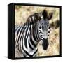 Awesome South Africa Collection Square - Burchell's Zebra Portrait III-Philippe Hugonnard-Framed Stretched Canvas