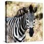 Awesome South Africa Collection Square - Burchell's Zebra Portrait III-Philippe Hugonnard-Stretched Canvas