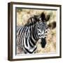 Awesome South Africa Collection Square - Burchell's Zebra Portrait III-Philippe Hugonnard-Framed Photographic Print