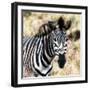 Awesome South Africa Collection Square - Burchell's Zebra Portrait III-Philippe Hugonnard-Framed Photographic Print