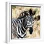 Awesome South Africa Collection Square - Burchell's Zebra Portrait III-Philippe Hugonnard-Framed Photographic Print