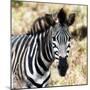 Awesome South Africa Collection Square - Burchell's Zebra Portrait III-Philippe Hugonnard-Mounted Photographic Print