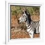 Awesome South Africa Collection Square - Burchell's Zebra Portrait-Philippe Hugonnard-Framed Photographic Print