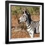 Awesome South Africa Collection Square - Burchell's Zebra Portrait-Philippe Hugonnard-Framed Photographic Print