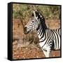 Awesome South Africa Collection Square - Burchell's Zebra Portrait-Philippe Hugonnard-Framed Stretched Canvas