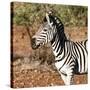 Awesome South Africa Collection Square - Burchell's Zebra Portrait-Philippe Hugonnard-Stretched Canvas