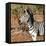 Awesome South Africa Collection Square - Burchell's Zebra Portrait-Philippe Hugonnard-Framed Stretched Canvas