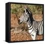 Awesome South Africa Collection Square - Burchell's Zebra Portrait-Philippe Hugonnard-Framed Stretched Canvas