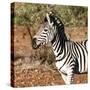 Awesome South Africa Collection Square - Burchell's Zebra Portrait-Philippe Hugonnard-Stretched Canvas