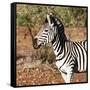 Awesome South Africa Collection Square - Burchell's Zebra Portrait-Philippe Hugonnard-Framed Stretched Canvas