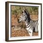 Awesome South Africa Collection Square - Burchell's Zebra Portrait-Philippe Hugonnard-Framed Photographic Print