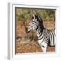 Awesome South Africa Collection Square - Burchell's Zebra Portrait-Philippe Hugonnard-Framed Photographic Print