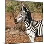 Awesome South Africa Collection Square - Burchell's Zebra Portrait-Philippe Hugonnard-Mounted Photographic Print