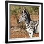 Awesome South Africa Collection Square - Burchell's Zebra Portrait-Philippe Hugonnard-Framed Photographic Print