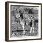 Awesome South Africa Collection Square - Burchell's Zebra Profile B&W-Philippe Hugonnard-Framed Photographic Print