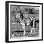 Awesome South Africa Collection Square - Burchell's Zebra Profile B&W-Philippe Hugonnard-Framed Photographic Print