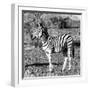 Awesome South Africa Collection Square - Burchell's Zebra Profile B&W-Philippe Hugonnard-Framed Photographic Print