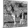 Awesome South Africa Collection Square - Burchell's Zebra Profile B&W-Philippe Hugonnard-Mounted Photographic Print