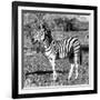 Awesome South Africa Collection Square - Burchell's Zebra Profile B&W-Philippe Hugonnard-Framed Photographic Print