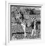 Awesome South Africa Collection Square - Burchell's Zebra Profile B&W-Philippe Hugonnard-Framed Photographic Print