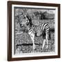 Awesome South Africa Collection Square - Burchell's Zebra Profile B&W-Philippe Hugonnard-Framed Photographic Print