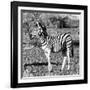 Awesome South Africa Collection Square - Burchell's Zebra Profile B&W-Philippe Hugonnard-Framed Photographic Print