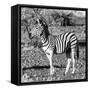 Awesome South Africa Collection Square - Burchell's Zebra Profile B&W-Philippe Hugonnard-Framed Stretched Canvas