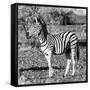 Awesome South Africa Collection Square - Burchell's Zebra Profile B&W-Philippe Hugonnard-Framed Stretched Canvas