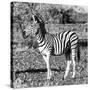 Awesome South Africa Collection Square - Burchell's Zebra Profile B&W-Philippe Hugonnard-Stretched Canvas