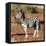 Awesome South Africa Collection Square - Burchell's Zebra Profile-Philippe Hugonnard-Framed Stretched Canvas