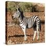 Awesome South Africa Collection Square - Burchell's Zebra Profile-Philippe Hugonnard-Stretched Canvas