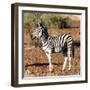 Awesome South Africa Collection Square - Burchell's Zebra Profile-Philippe Hugonnard-Framed Photographic Print