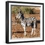 Awesome South Africa Collection Square - Burchell's Zebra Profile-Philippe Hugonnard-Framed Photographic Print