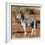 Awesome South Africa Collection Square - Burchell's Zebra Profile-Philippe Hugonnard-Framed Photographic Print