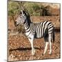 Awesome South Africa Collection Square - Burchell's Zebra Profile-Philippe Hugonnard-Mounted Photographic Print