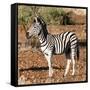 Awesome South Africa Collection Square - Burchell's Zebra Profile-Philippe Hugonnard-Framed Stretched Canvas