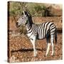 Awesome South Africa Collection Square - Burchell's Zebra Profile-Philippe Hugonnard-Stretched Canvas