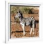 Awesome South Africa Collection Square - Burchell's Zebra Profile-Philippe Hugonnard-Framed Photographic Print