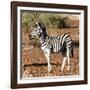 Awesome South Africa Collection Square - Burchell's Zebra Profile-Philippe Hugonnard-Framed Photographic Print