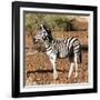 Awesome South Africa Collection Square - Burchell's Zebra Profile-Philippe Hugonnard-Framed Photographic Print