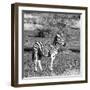 Awesome South Africa Collection Square - Burchell's Zebra with Oxpecker B&W-Philippe Hugonnard-Framed Photographic Print